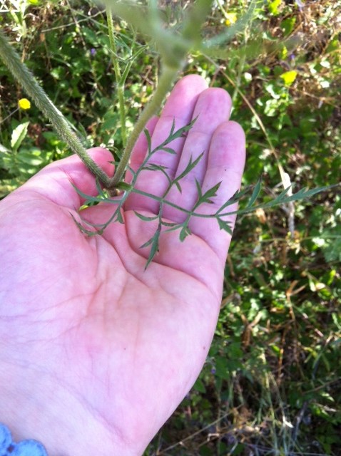 Daucus carota